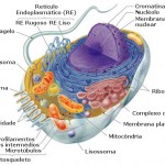 celulanimal3