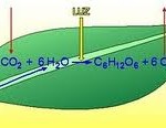 energetica01_03_fotossintese